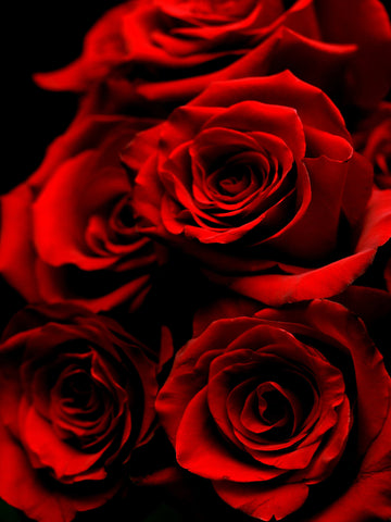 Moroccan Rose & Oud ~ Perfume Oil